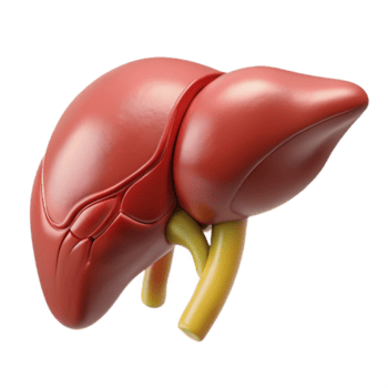 Liver Care